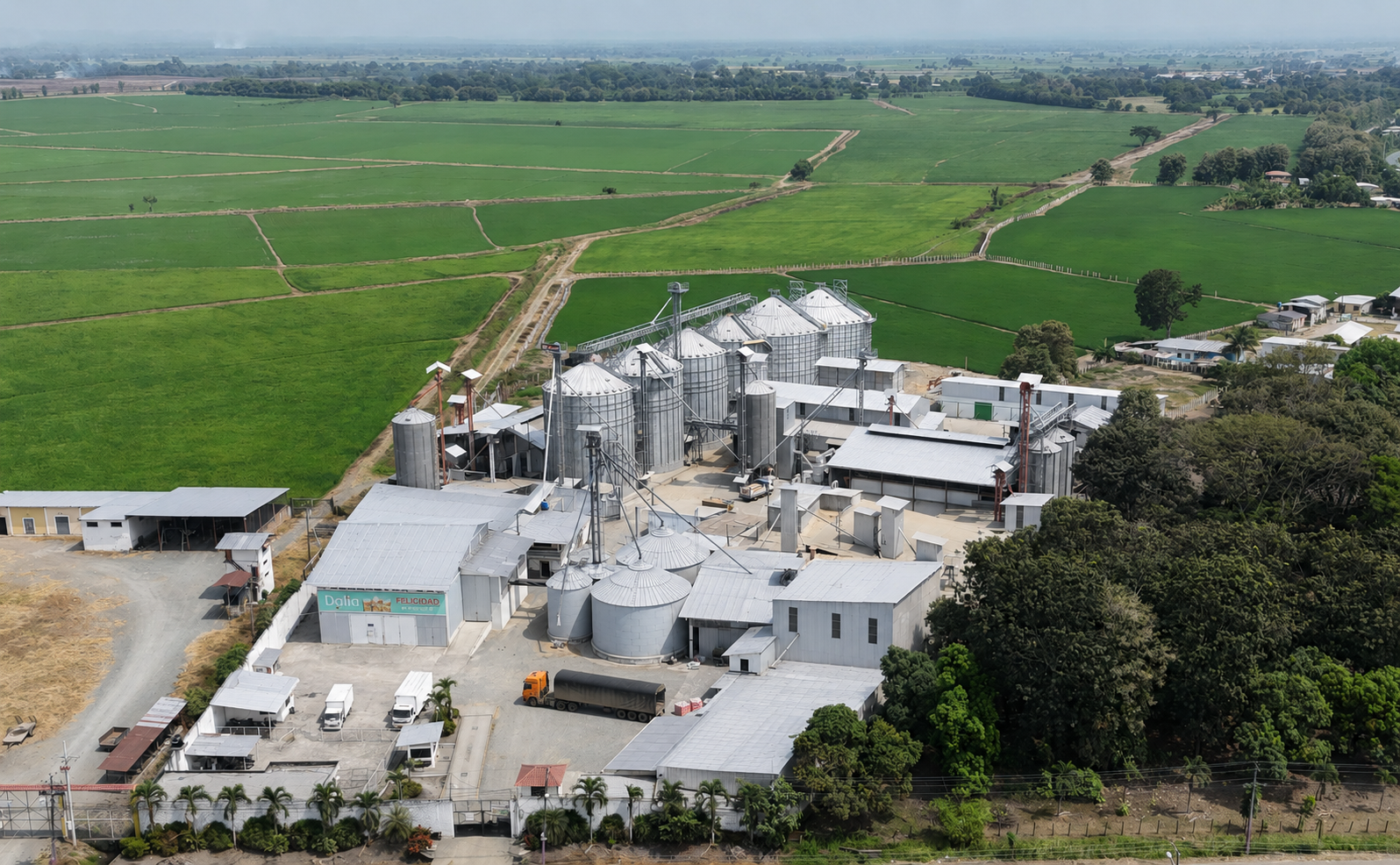 Planta y campos de Arroz Dalia
